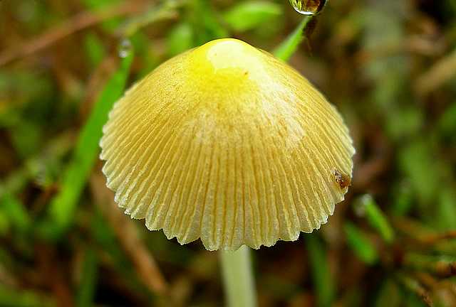 2005 :  Un anno di funghi